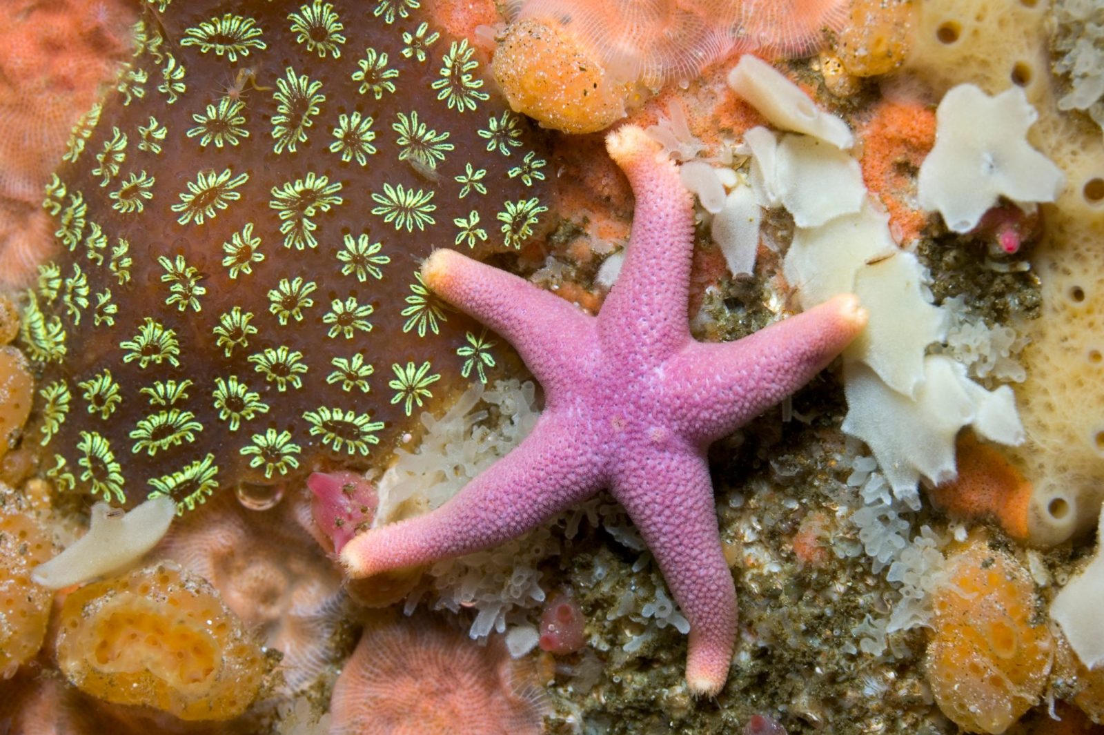 Starfish or sea star