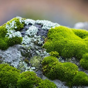 Evolution Quiz Mosses
