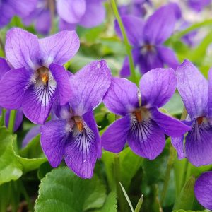 February Trivia Quiz Violet