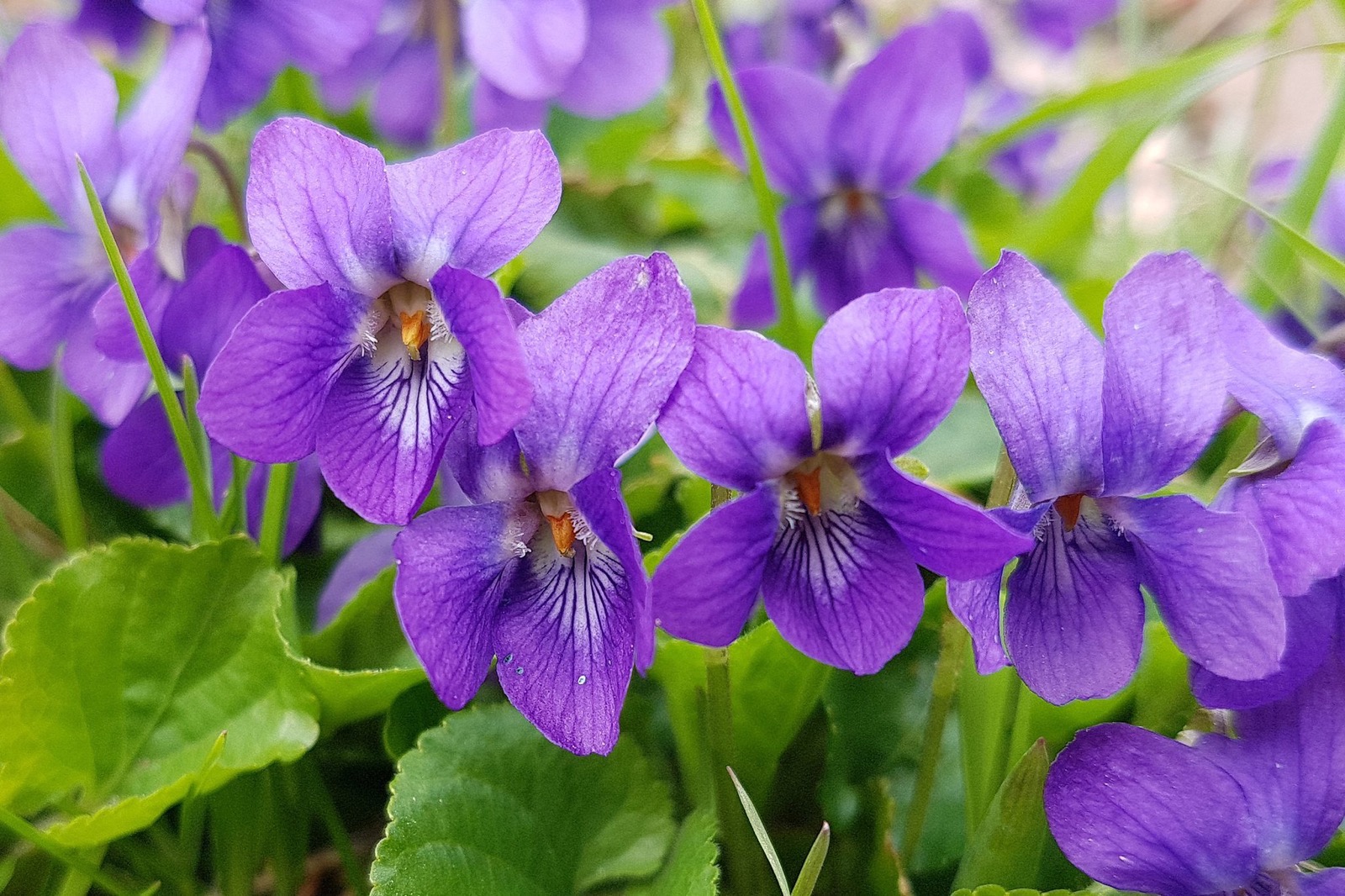 Purple Trivia Quiz Violets flowers