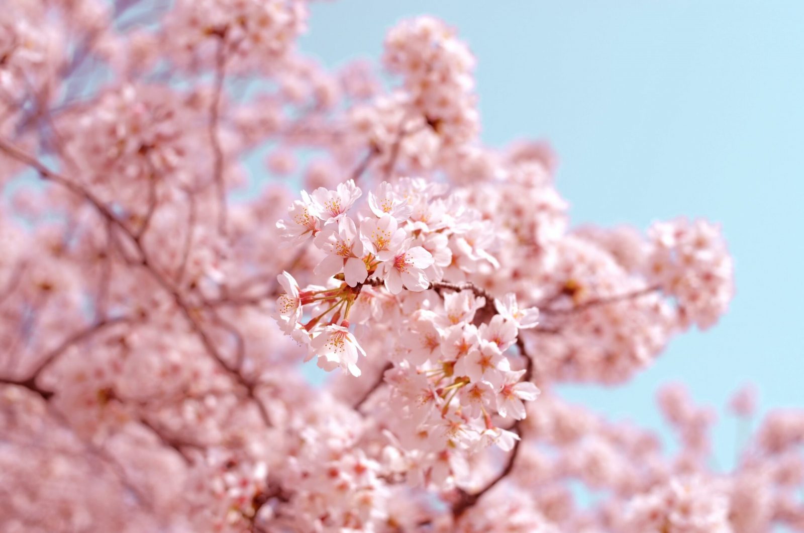 Pink spring sakura cherry blossoms