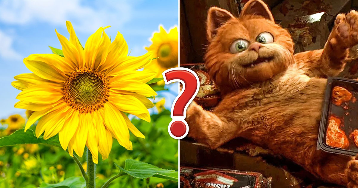 This Mixed Trivia Quiz Will Prove If You're Intelligent One in Your Family