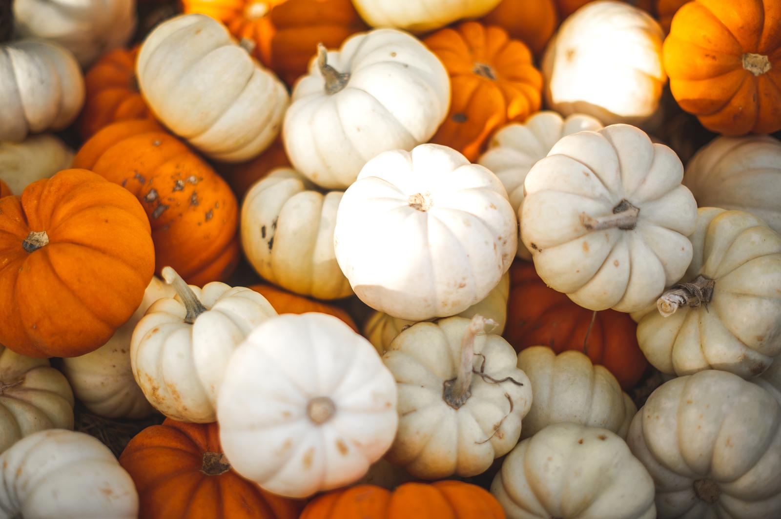 Halloween Trivia Questions Halloween pumpkins