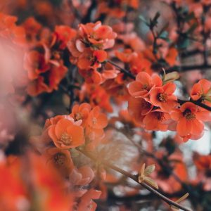 Are You Bunny, Cat, Fox, Or Deer Pretty? Quiz Flowering plant