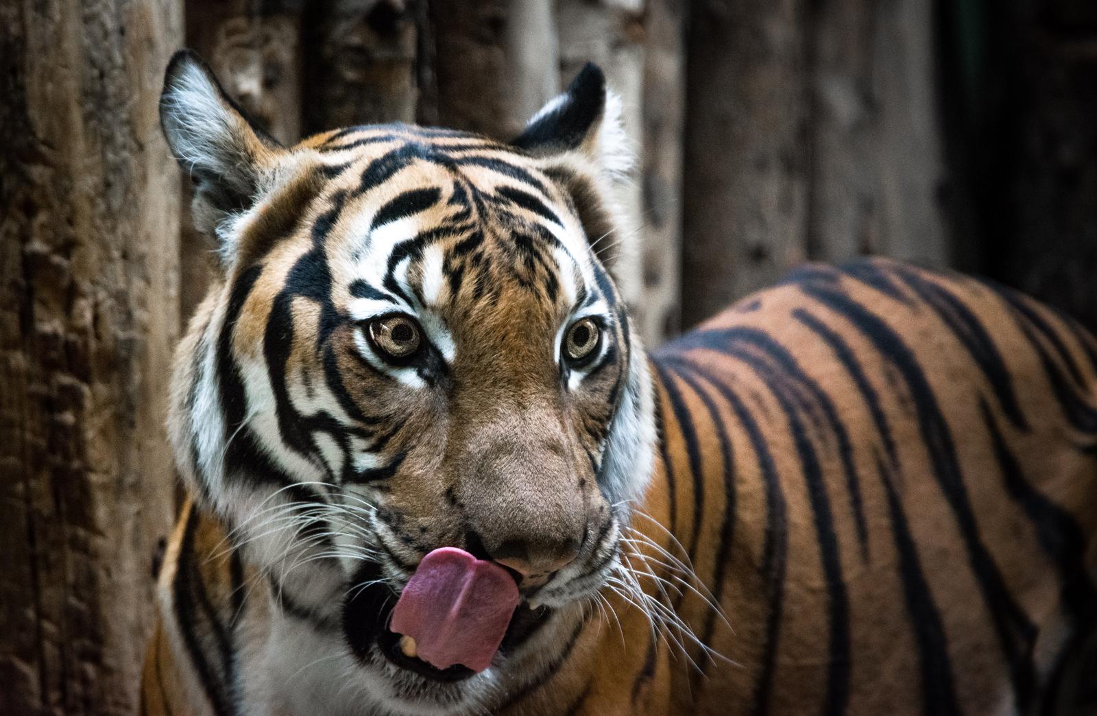 I’ll Be Gobsmacked If You Can Score at Least 15/20 on This Tricky Synonyms and Antonyms Quiz Hungry tiger