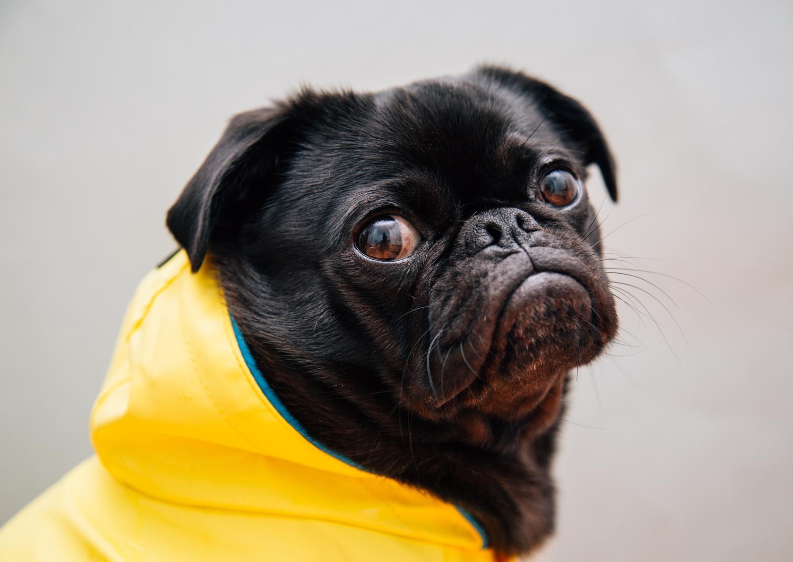 Stop Everything and Take This Quiz to Find Out How Cool You Are Angry grumpy dog