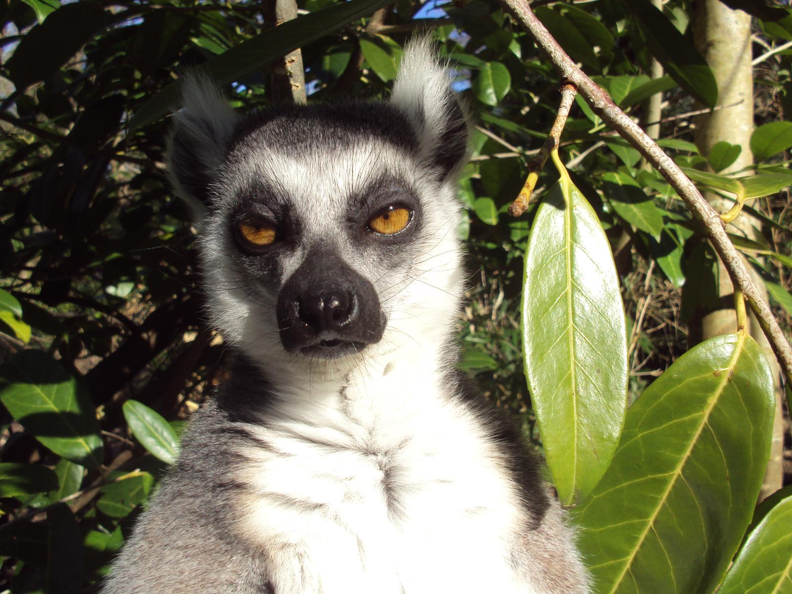 📝 Are You One of the 10% Who Can Nail This 25-Question English Test? Bored unimpressed lemur primate