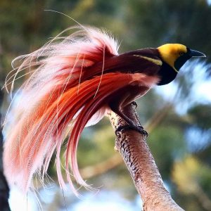North American Countries Quiz Bird of paradise