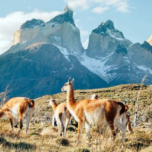 You’re Likely a 💡 Genius If You Find This 24-Question Geography Quiz Easy Argentina