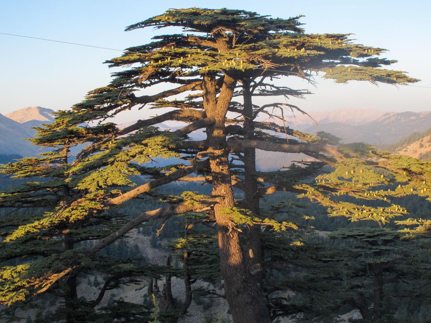 C In Geography Quiz Cedar tree forest, Lebanon