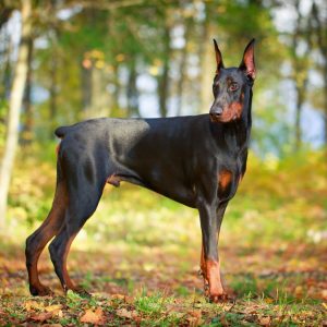 Dog Personality Quiz 🐶: What Wild Animal Are You? 🦁 Dobermann