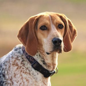 If You Want to Know the Number of 👶🏻 Kids You’ll Have, Choose Some 🐶 Dogs to Find Out English Coonhound
