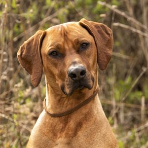 We’ve Gone to the Dogs! 🐕 Can You Ace This 20-Question Dog Quiz? Rhodesian Ridgeback