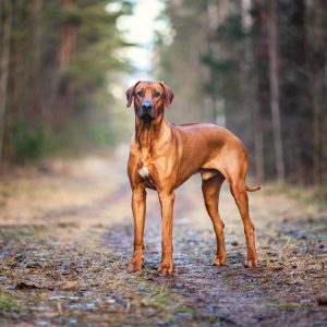 Dog Personality Quiz 🐶: What Wild Animal Are You? 🦁 Rhodesian Ridgeback