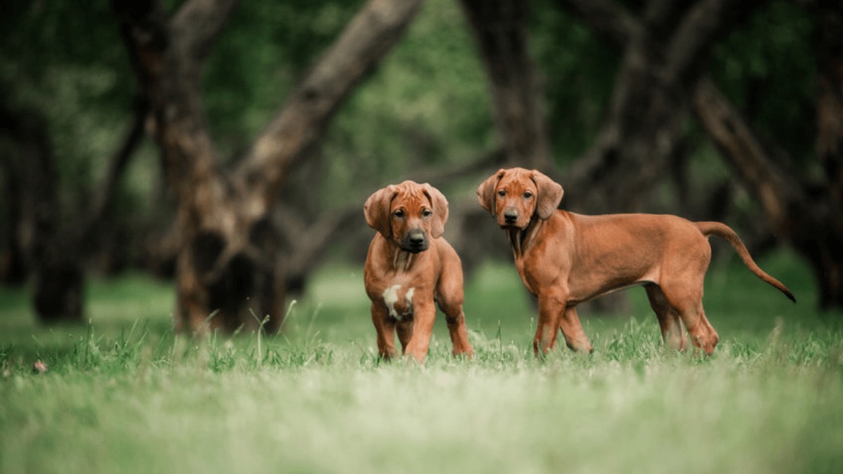 You got: Ambivert! 🐶 Form a Team of Dogs to Find Out If You’re an Introvert or an Extrovert