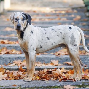 Dog Personality Quiz 🐶: What Wild Animal Are You? 🦁 Catahoula Leopard Dog