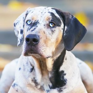 If You Want to Know the Number of 👶🏻 Kids You’ll Have, Choose Some 🐶 Dogs to Find Out Catahoula Leopard Dog