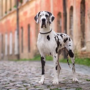 If You Want to Know the Number of 👶🏻 Kids You’ll Have, Choose Some 🐶 Dogs to Find Out Great Dane
