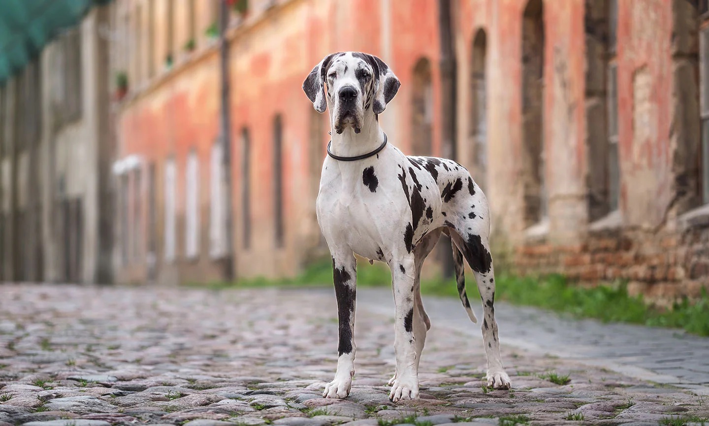 🐶 Form a Team of Dogs to Find Out If You’re an Introvert or an Extrovert Great Dane dog
