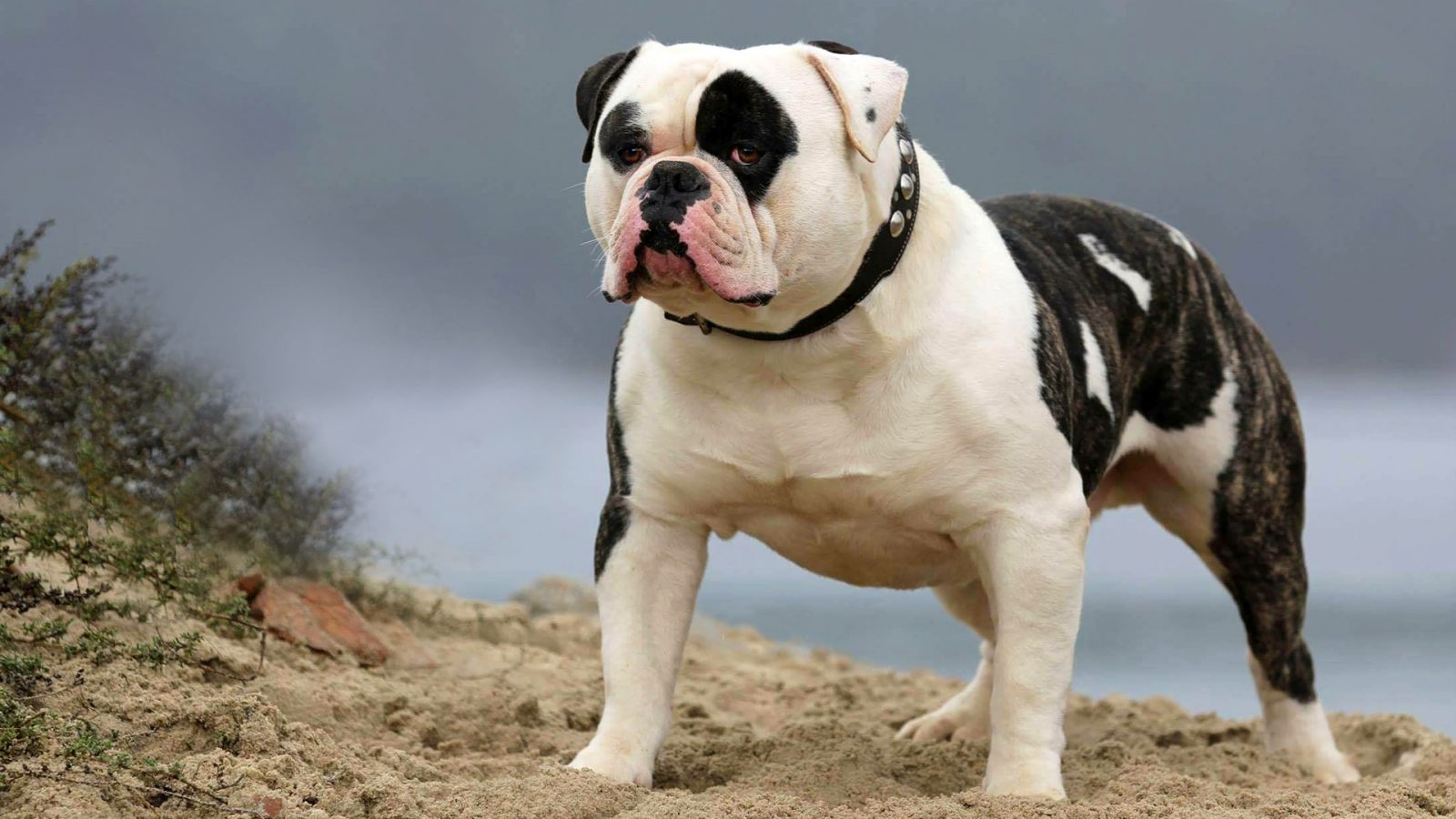 You got: Bulldog! 😍 Plan Your Ideal Date and We’ll Reveal Which 🐶 Dog Breed Suits You the Most