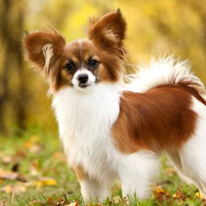 If You Want to Know the Number of 👶🏻 Kids You’ll Have, Choose Some 🐶 Dogs to Find Out Papillon