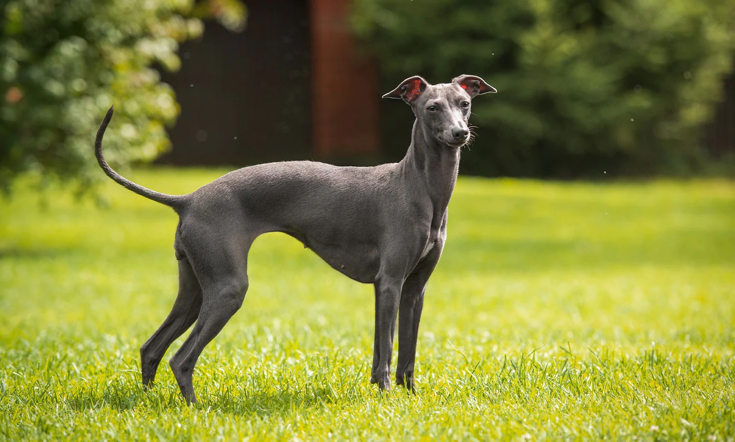 7 in 10 People Can’t Identity More Than 15 of These Dog Breeds 🐕 — Let’s See If You Can Do It Italian Greyhound