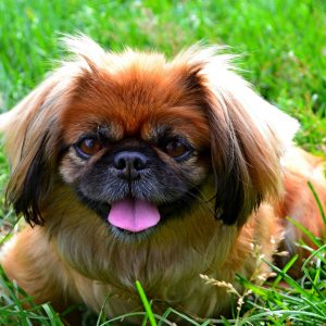 If You Want to Know the Number of 👶🏻 Kids You’ll Have, Choose Some 🐶 Dogs to Find Out Pekingese