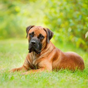 If You Want to Know the Number of 👶🏻 Kids You’ll Have, Choose Some 🐶 Dogs to Find Out Boerboel