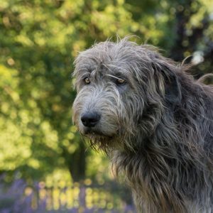 If You Want to Know the Number of 👶🏻 Kids You’ll Have, Choose Some 🐶 Dogs to Find Out Irish Wolfhound