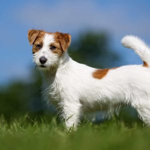 Dog Personality Quiz 🐶: What Wild Animal Are You? 🦁 Jack Russell Terrier