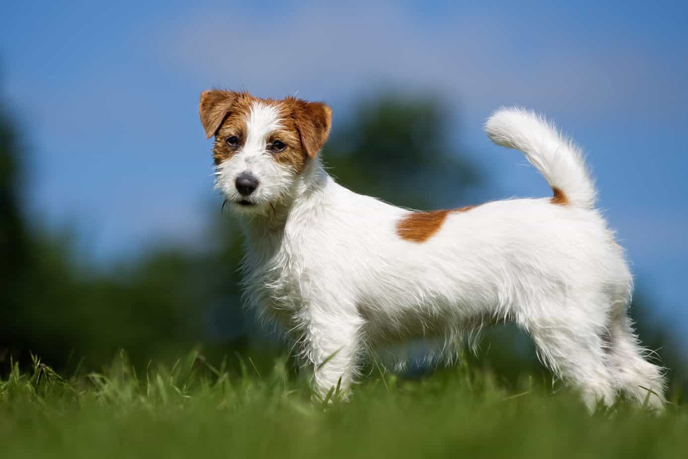 This 🐕 Dog Breeds Quiz May Be a Liiiittle Challenging, But Let’s See If You Can Score 15/20 Jack Russell Terrier