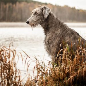 Alphabet Animals Pet Quiz Irish Wolfhound