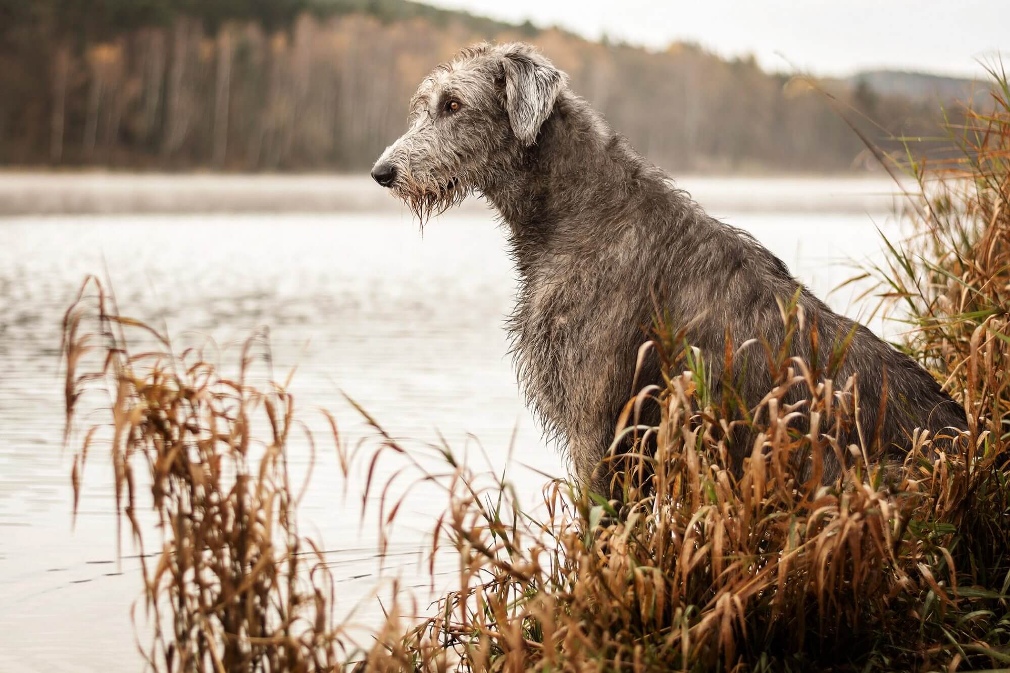 It’s OK If You Don’t Know That Many Dog Breeds. 🐶 Take This Quiz to See Some Pups Anyway Irish Wolfhound