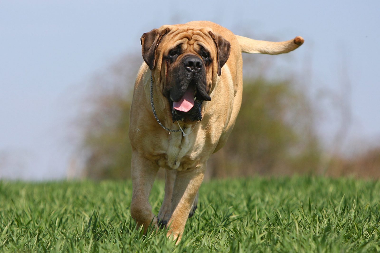 Only the Biggest Dog Lovers Can Identify All 20 of These Breeds 🐾 — Can You? English Mastiff