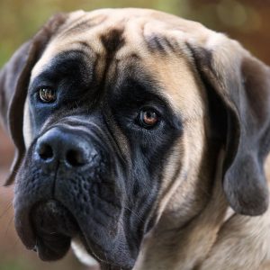 If You Want to Know the Number of 👶🏻 Kids You’ll Have, Choose Some 🐶 Dogs to Find Out English Mastiff