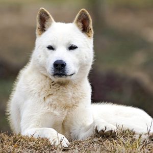 If You Want to Know the Number of 👶🏻 Kids You’ll Have, Choose Some 🐶 Dogs to Find Out Korean Jindo