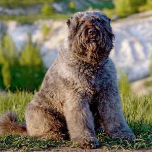 If You Want to Know the Number of 👶🏻 Kids You’ll Have, Choose Some 🐶 Dogs to Find Out Bouvier des Flandres