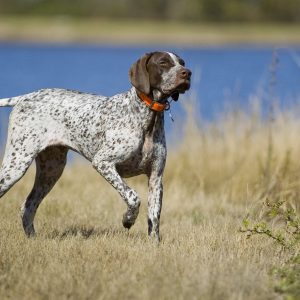 Dog Personality Quiz 🐶: What Wild Animal Are You? 🦁 German Shorthaired Pointer