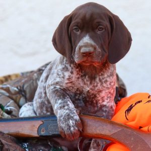 If You Want to Know the Number of 👶🏻 Kids You’ll Have, Choose Some 🐶 Dogs to Find Out German Shorthaired Pointer