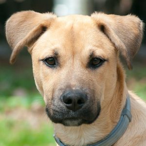 If You Want to Know the Number of 👶🏻 Kids You’ll Have, Choose Some 🐶 Dogs to Find Out Black Mouth Cur
