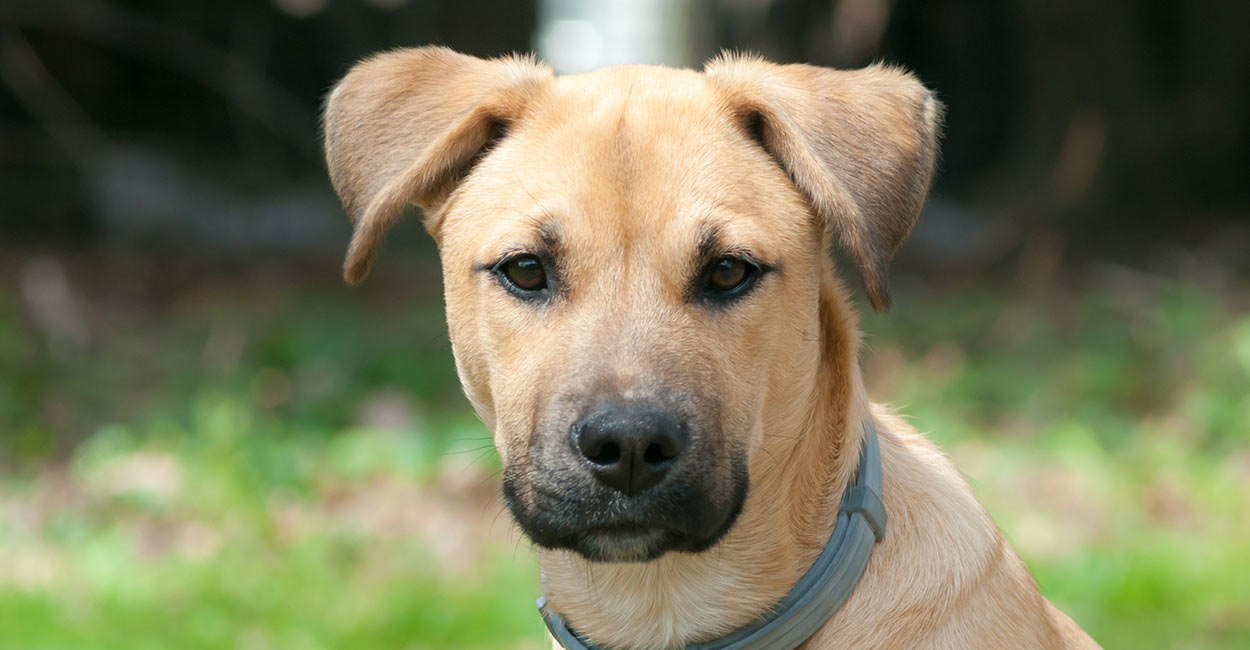 7 in 10 People Can’t Identity More Than 15 of These Dog Breeds 🐕 — Let’s See If You Can Do It Black Mouth Cur