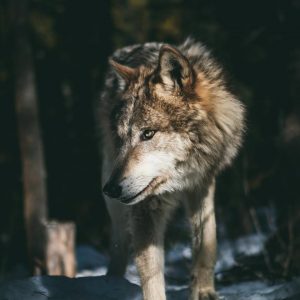 Percy Jackson Godly Parent Quiz Wolf