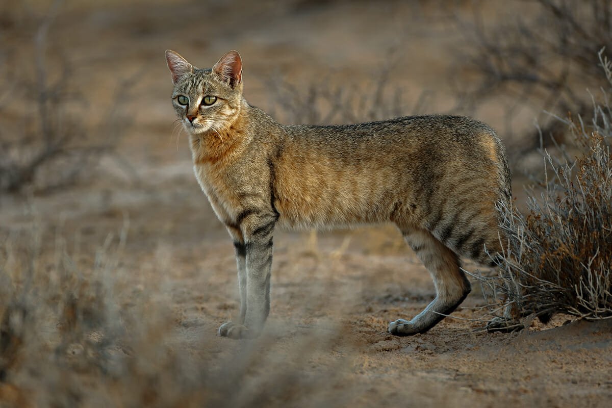 Can You Identify at Least 30 of These Wild Cat Species ? Quiz African wildcat