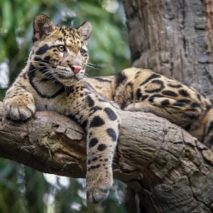 20 Trivia Questions & Answers From Brain Freeze To Big Easy Quiz Clouded leopard