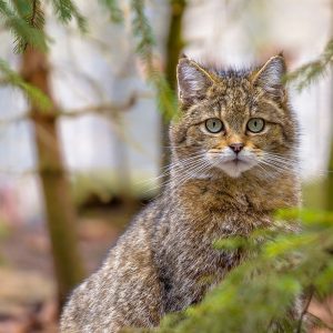 It's OK If You Don't Know Much About Animals. Take This Quiz To Learn Something New Carnivore