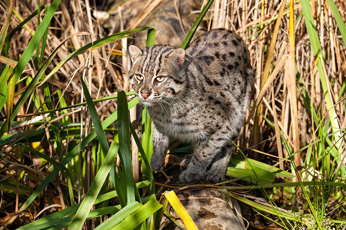 Can You Identify at Least 30/40 of These 🐯 Wild Cat Species 🦁? Fishing cat