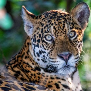 True Colors Personality Test Majestic jaguar leading through hidden paths