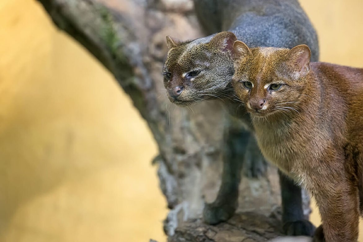 🐒 If You Can Answer 18 of These 24 Animal Questions Correctly, You Likely Know More Than Most People Jaguarundi