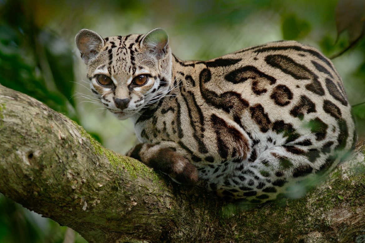 Can You Identify at Least 30/40 of These 🐯 Wild Cat Species 🦁? Margay