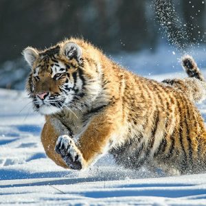 World Wildlife Day Quiz Siberian tiger